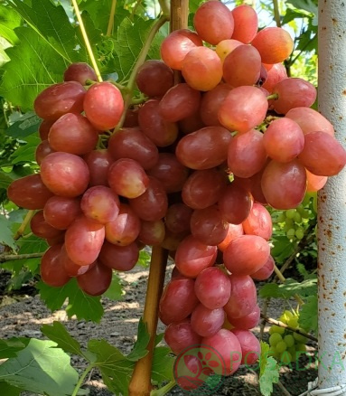 Виноград "Динька", ранній сорт