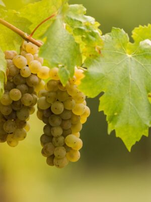 Виноград "Фурмінт"(винний сорт пізній)
