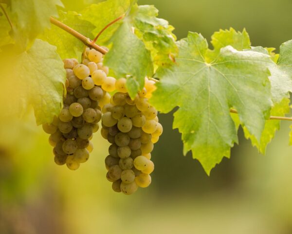 Виноград "Фурмінт"(винний сорт пізній)