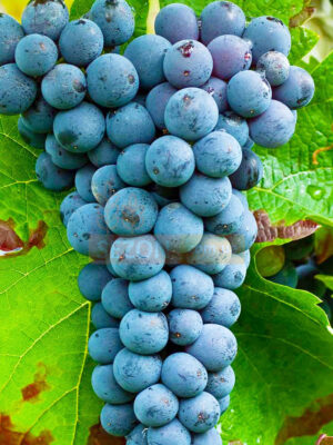 Виноград "Каберне Фран"винний сорт