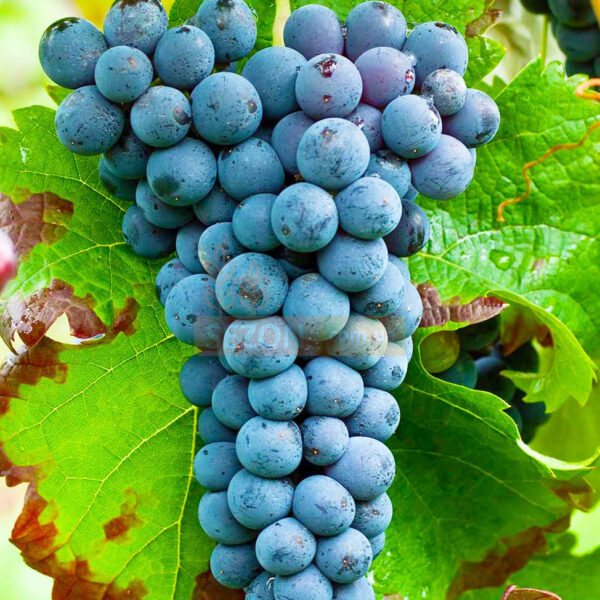 Виноград "Каберне Фран"винний сорт