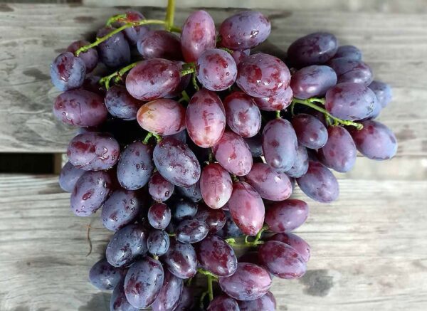 Виноград “Каталонія” Виноград "Каталонія"