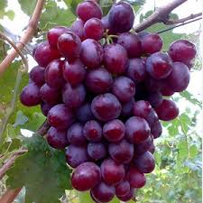 Виноград "Мірбі"