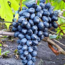 Виноград "Молдова"