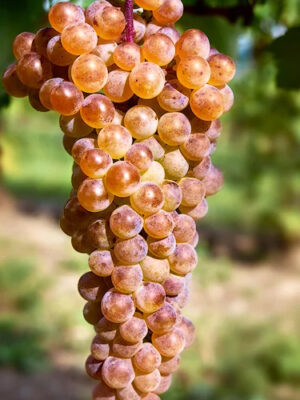 Виноград "Ркацителі"(винний сорт,пізній)