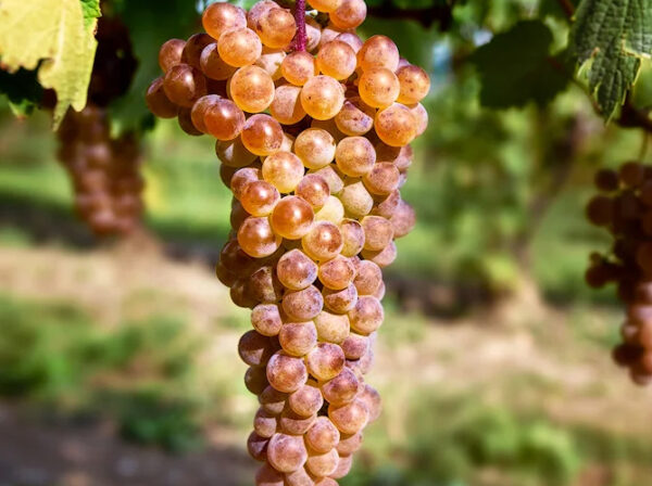 Виноград "Ркацителі"(винний сорт,пізній)