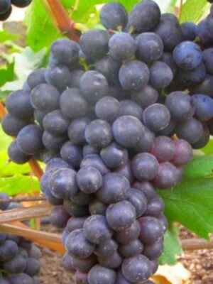 Виноград "Шахтар"Винний  (середньо-пізній сорт)