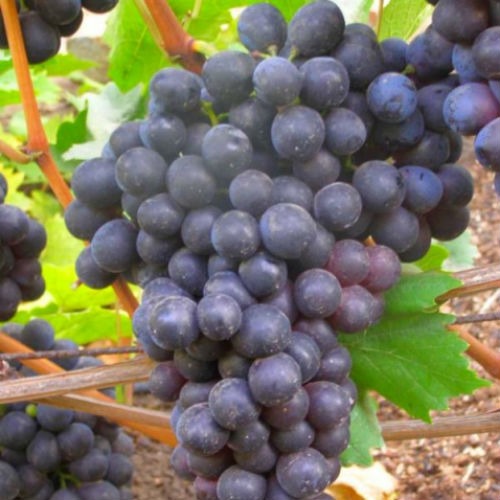 Виноград "Шахтар"Винний  (середньо-пізній сорт)