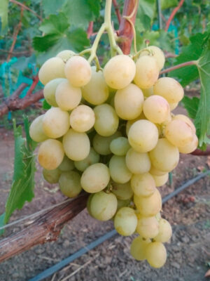 Виноград "Тянь-Шань"