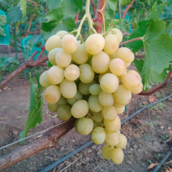 Виноград "Тянь-Шань"