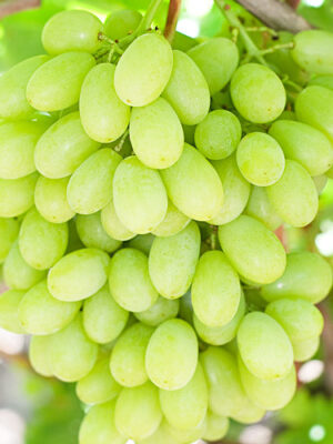 Виноград "Загадка"(Середньо-пізній сорт)