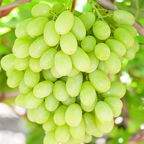 Виноград “Загадка” Виноград "Загадка"(Середньо-пізній сорт)