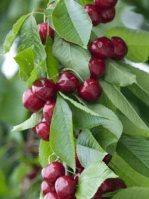 Вишня Ашанській гібрид Вишня Ашанській гібрид