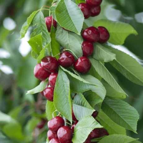 Вишня Ашанській гібрид