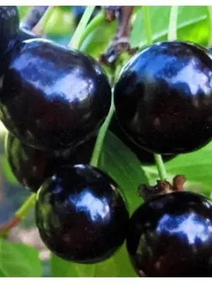 Вишня Чорнокорка Вишня Чорнокорка
