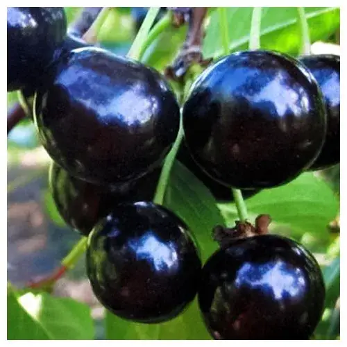 Вишня Чорнокорка