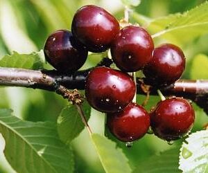 Вишня Чудо-вишня Вишня Чудо-вишня