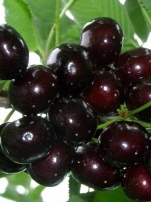 Вишня (дюк) Чорний Принц Вишня (дюк) Чорний Принц