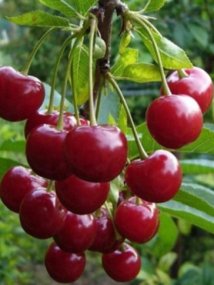 Вишня Малютка колона Вишня Малютка колона