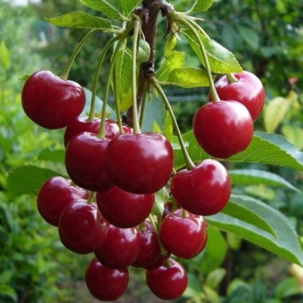 Вишня Малютка колона Вишня Малютка колона