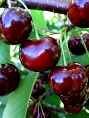 Вишня Нічка Вишня Нічка