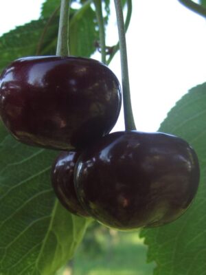 Вишня плодова “Ерді Крупноплідна” Вишня плодова "Ерді Крупноплідна"