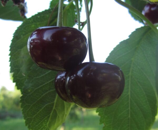 Вишня плодова "Ерді Крупноплідна"