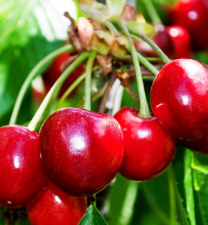 Вишня плодова “Подбельська” Вишня плодова "Подбельська", середній термін дозрівання