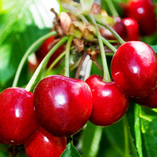 Вишня плодова "Подбельська", середній термін дозрівання