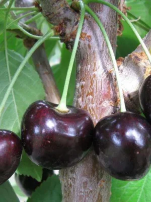 Вишня Шоколадниця Вишня Шоколадниця