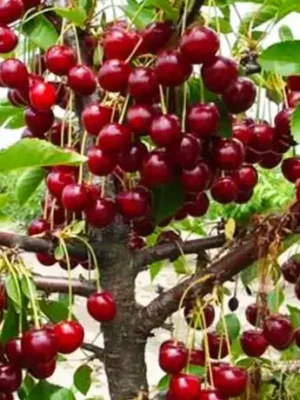 Вишня Зустріч