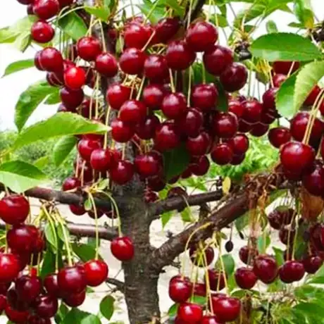 Вишня Зустріч