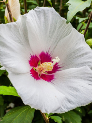 Гібіскус білий