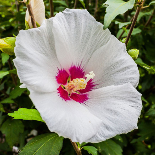 white-hibiscus-600x600 Гібіскус білий