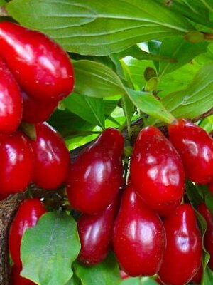 Кизил "Елегант"