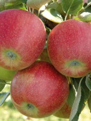 Яблуня "Джоноголд"