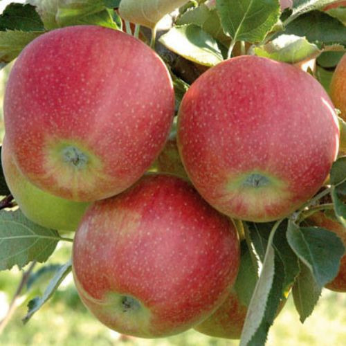 Яблуня "Джоноголд"