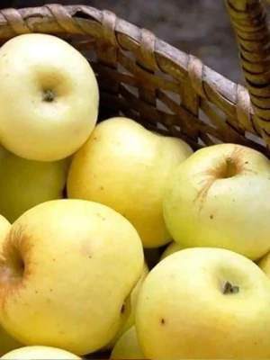 Яблуня “Антонівка” Яблуня "Антонівка"(дворічні, осінній сорт, середній термін дозрівання)