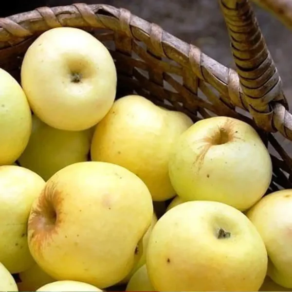 Яблуня "Антонівка"(дворічні, осінній сорт, середній термін дозрівання)