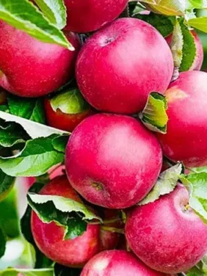 Яблуня “Арбат” Яблуня "Арбат" колона