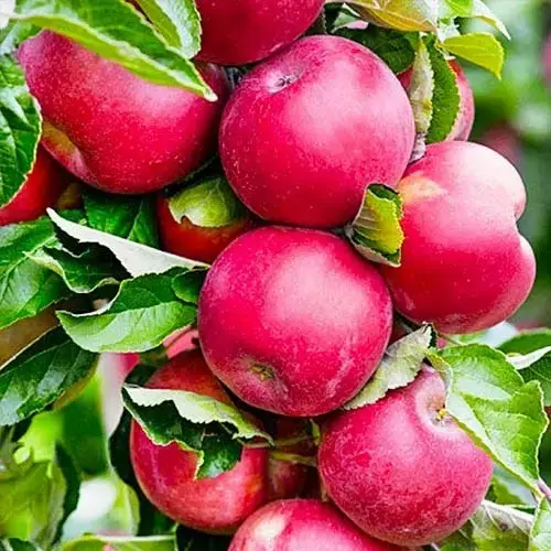 Яблуня "Арбат" колона