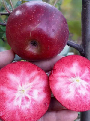 Яблуня “Байя Маріса” Яблуня "Байя Маріса", червоном'яса, ранньозимовий сорт яблук