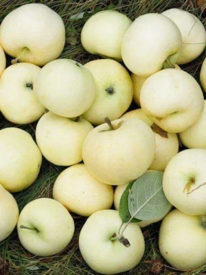 Яблуня “Білий налив” Яблуня "Білий налив" - літній сорт яблук