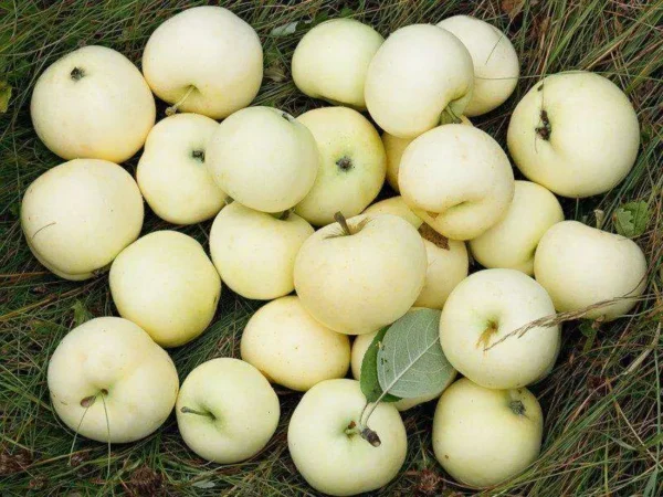 Яблуня “Білий налив” Яблуня "Білий налив" - літній сорт яблук