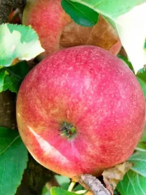 Яблуня “Чемпіон” Яблуня "Чемпіон", зимній сорт