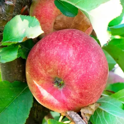 Яблуня “Чемпіон” Яблуня "Чемпіон", зимній сорт