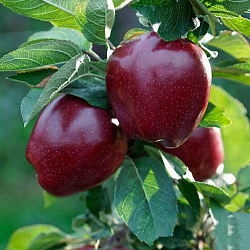Яблуня "Чорний Принц"