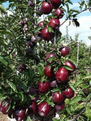 Яблуня “Джеромін” Яблуня "Джеромін"