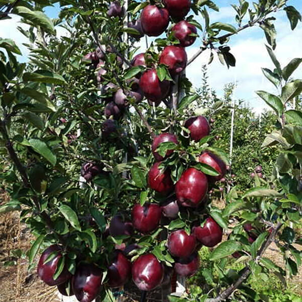 Яблуня "Джеромін"