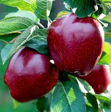 Яблуня “Джероміні” Яблуня "Джероміні" осіннього терміну дозрівання сорт